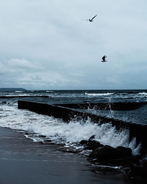 Free Seagulls flying over the Baltic Sea waves at Svetlogorsk, Russia shoreline. Stock Photo
