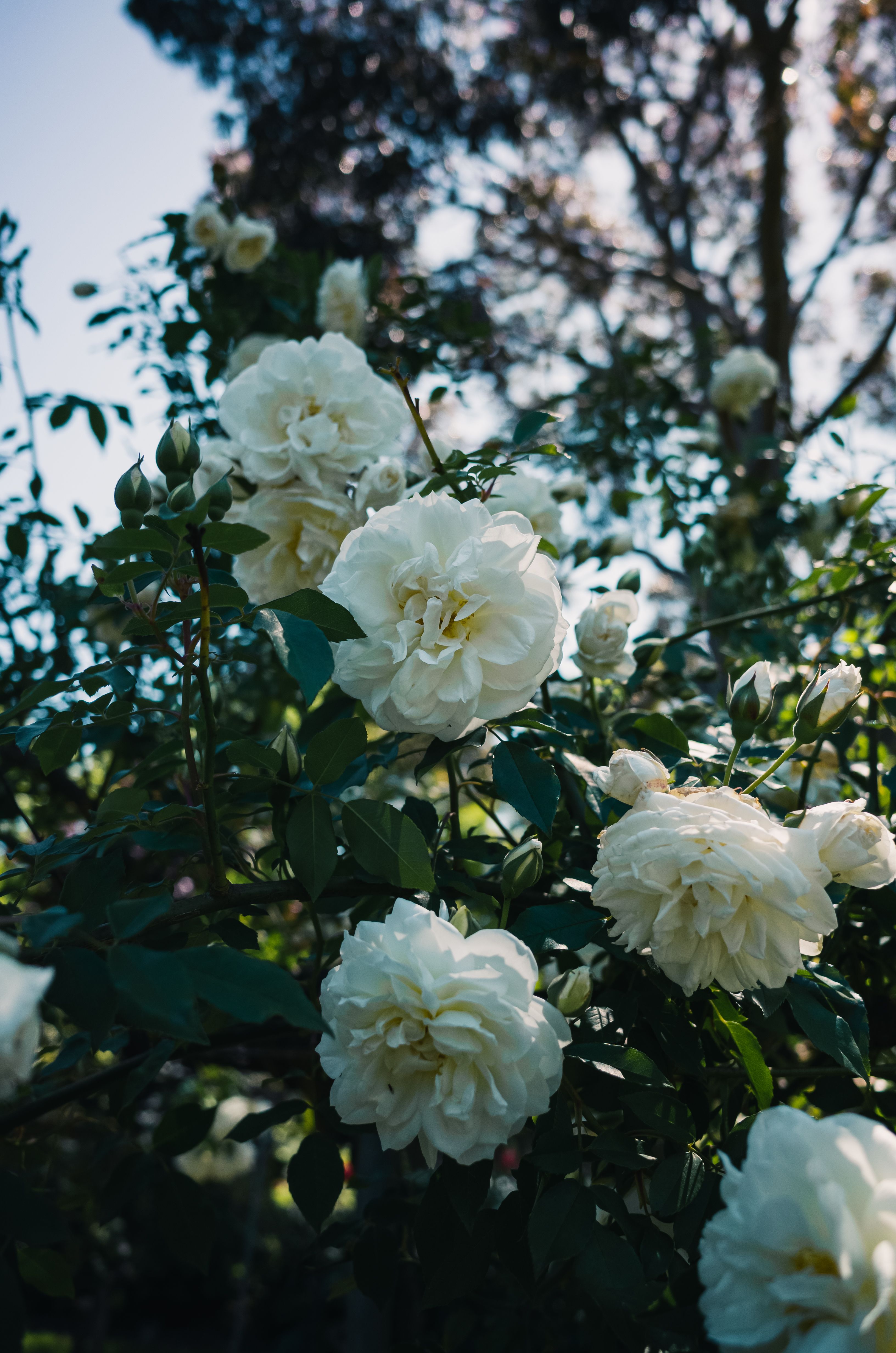 White Flowers in Bloom · Free Stock Photo