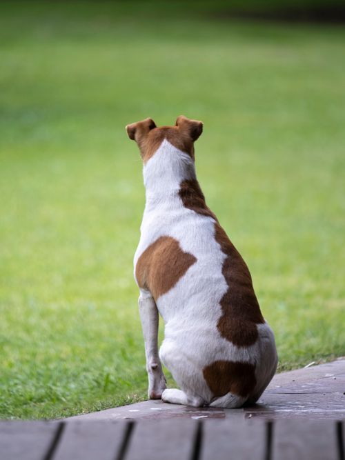Free A Jack Russell Terrier sits on the lawn, gazing into the distance. Stock Photo