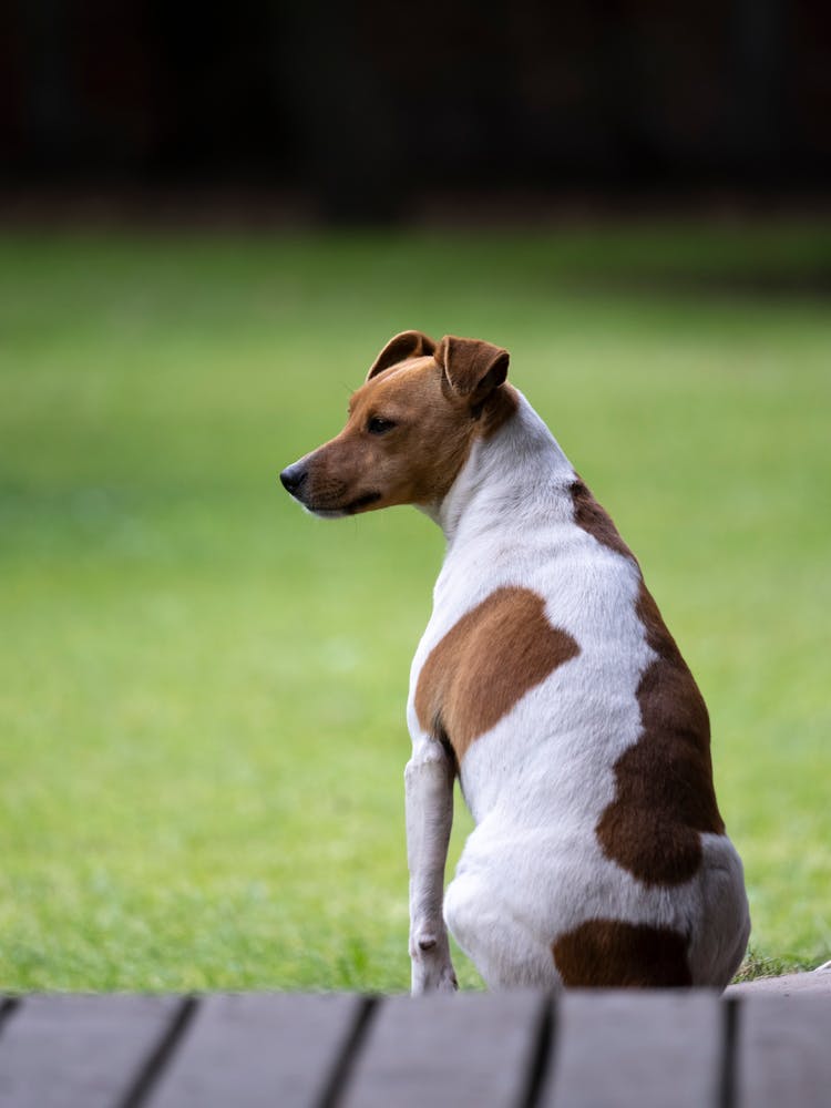 A Jack Russell Terrier Sitting On The Grass 