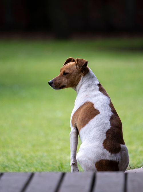 Free A Jack Russell Terrier sits calmly on a lush green lawn, capturing a peaceful outdoor moment. Stock Photo