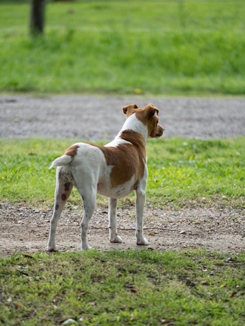 A Jack Russell Terrier on Soil Ground