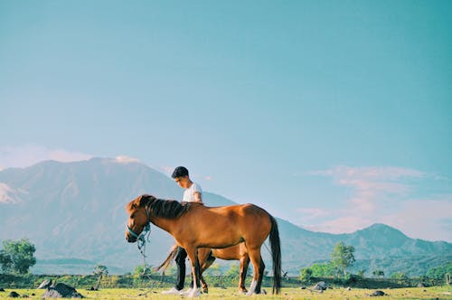 Δωρεάν στοκ φωτογραφιών με αγρόκτημα, άλογα, άνδρας