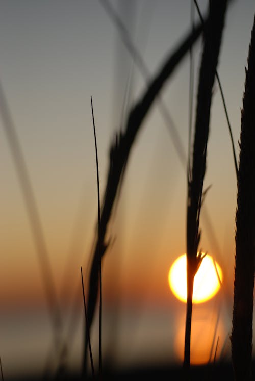 Fotos de stock gratuitas de césped, hora dorada, puesta de sol