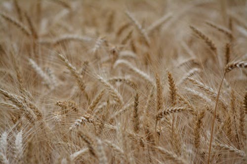 Close-Up Shot of Brown Wheat