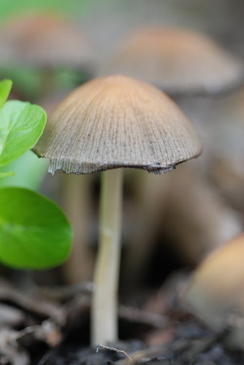 Brown Mushroom in Tilt Shift Lens