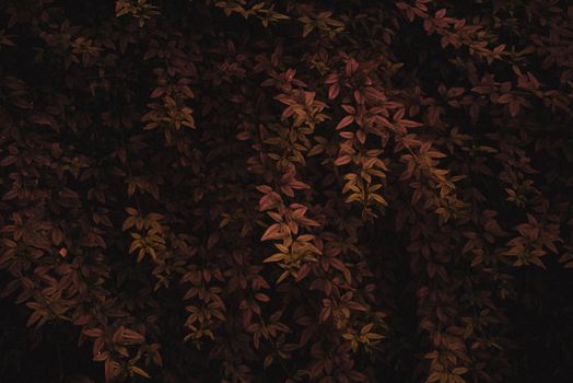 Deep and moody autumn leaves with rich brown and red hues create a dramatic natural pattern.