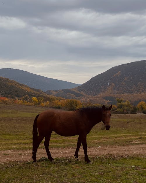 Brown Horse on Grass Field