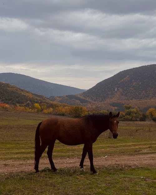 Fotobanka s bezplatnými fotkami na tému cicavec, dedinský, farma