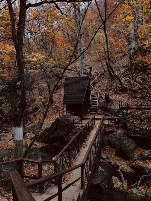 Free Brown Wooden Bridge and Stairs in the Forest Stock Photo
