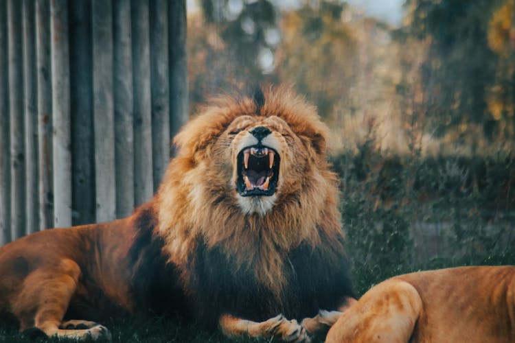 A Ferocious Lion Lying On Ground Yawning