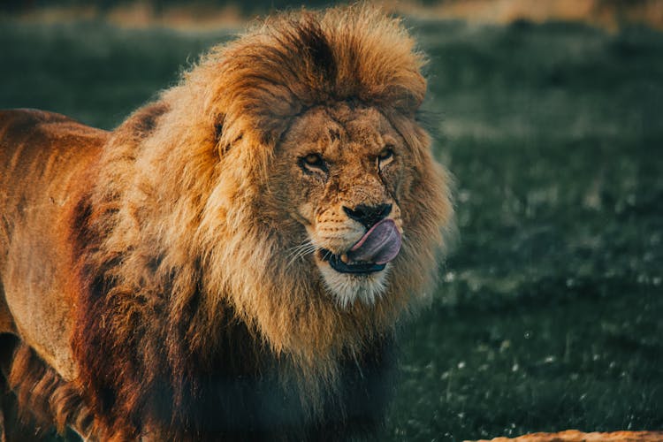 A Lion With Its Tongue Out 