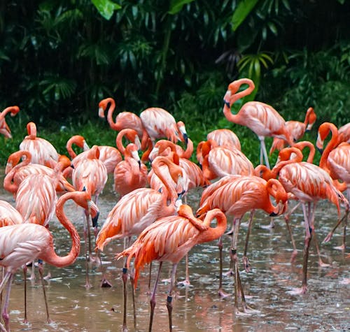 Fotos de stock gratuitas de animal, aves, bandada