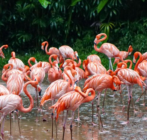 Free A colorful flock of flamingos gathered in a lush Singapore wetland. Stock Photo