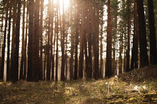 Tall Trees and Green Grass in the Forest 