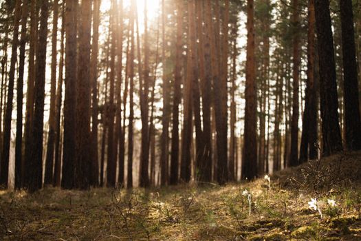 A peaceful sunlit forest with tall trees and sunlight filtering through, creating a tranquil scene.