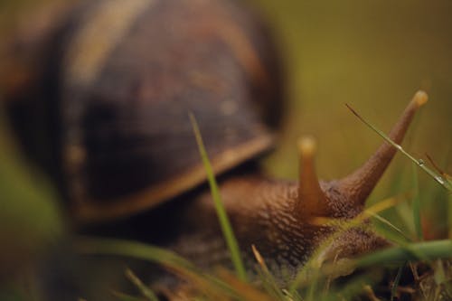 Macro Photography of a Snail