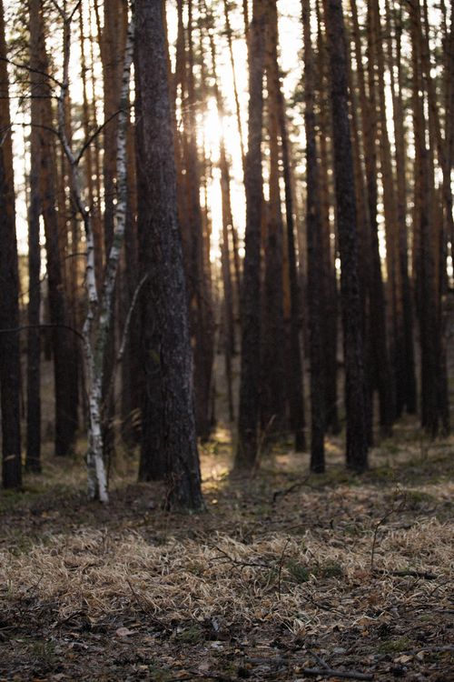 Free Serene forest landscape with sunlight filtering through trees, creating an enchanting atmosphere. Stock Photo