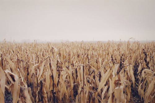 Brown Wheat Field under Gray Sky