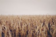 Brown Wheat Field