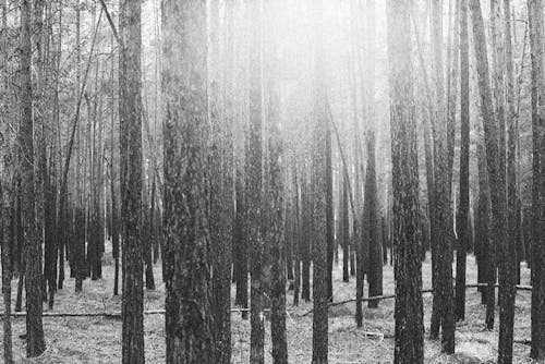 Základová fotografie zdarma na téma černobílý, jednobarevný, kmeny stromů