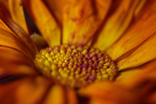 Free A close-up macro photograph capturing the vivid yellow petals and intricate details of a marigold flower. Stock Photo