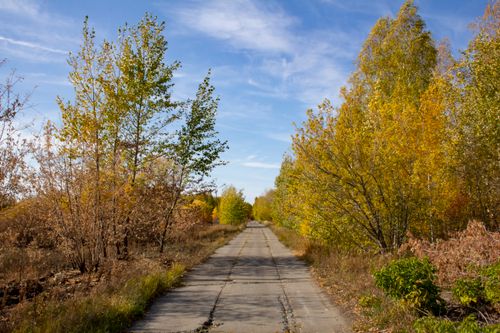 Free A peaceful countryside road surrounded by colorful autumn birch trees, capturing the essence of fall. Stock Photo