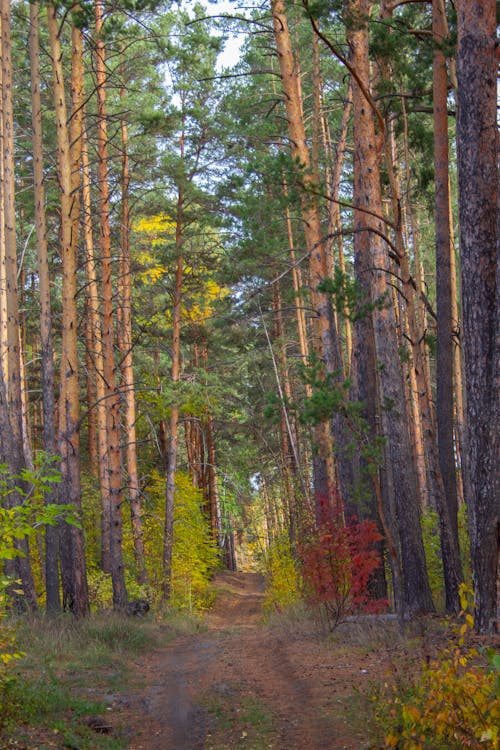 Unpaved Road in the Forest