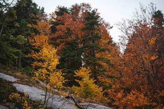 Explore the vivid autumn hues in a lush Bursa, Turkey forest, showcasing nature's beauty.