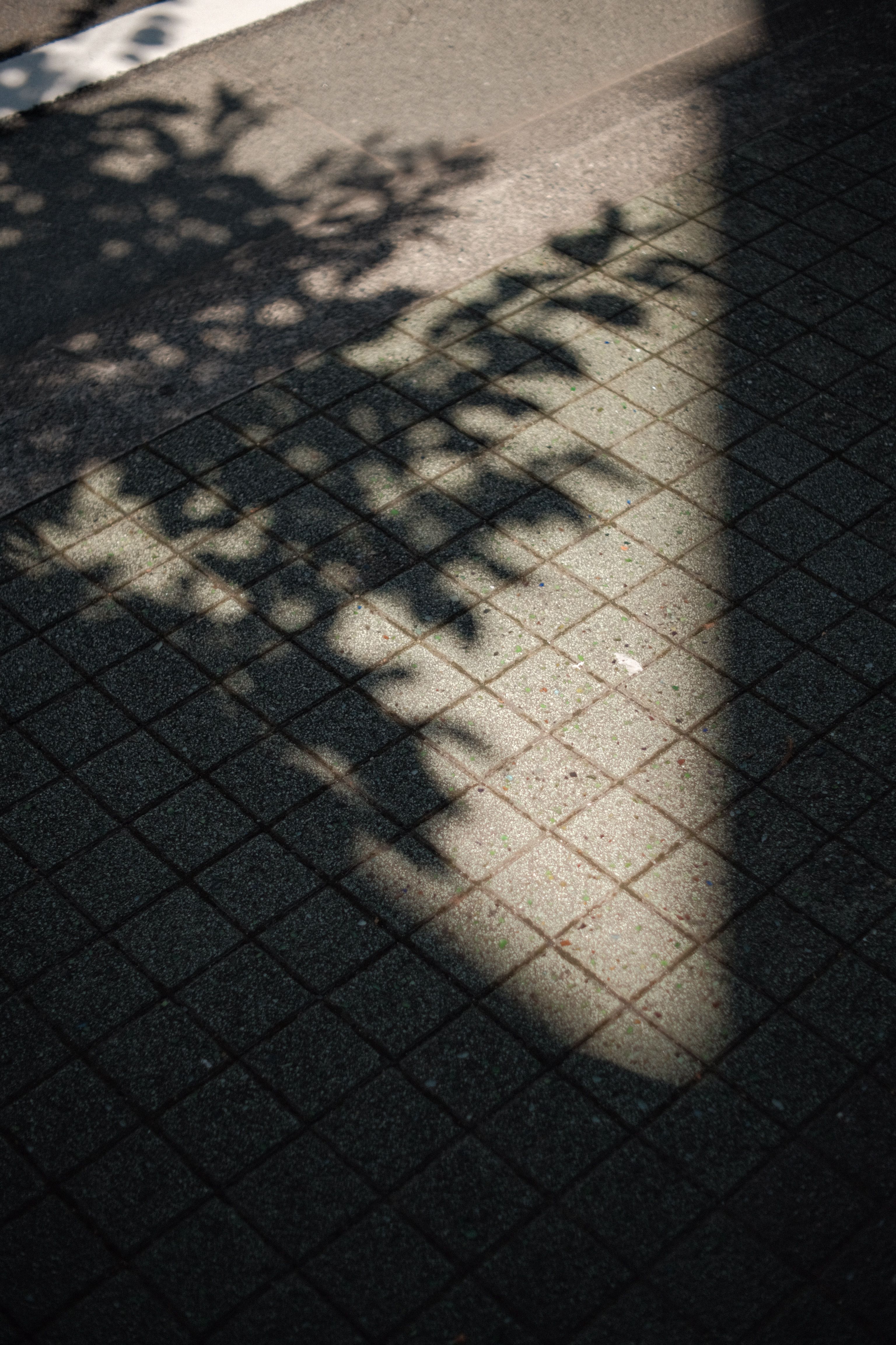 Sunlight casts a tree shadow on a textured concrete ground, creating a striking pattern.. sunlight, casts, tree