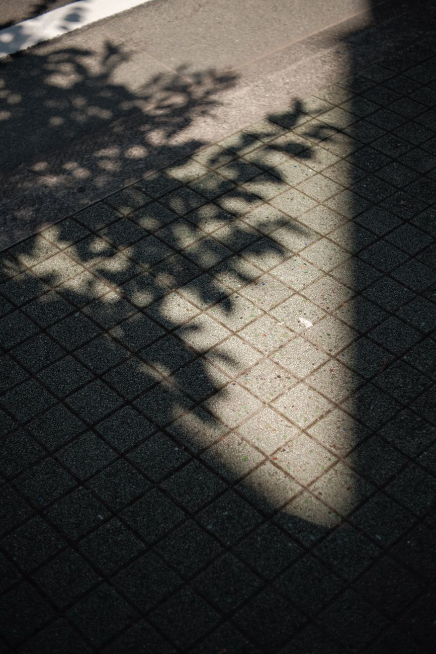 Sunlight casts a tree shadow on a textured concrete ground, creating a striking pattern.. sunlight, casts, tree