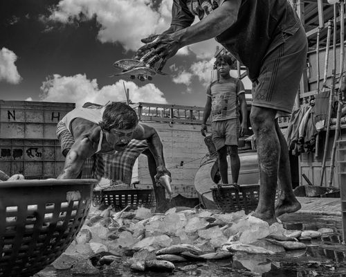 Free A dramatic scene of fishermen sorting fish on a boat captured in high contrast black and white. Stock Photo