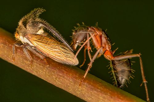 Beige and Black Insects on White Textile · Free Stock Photo