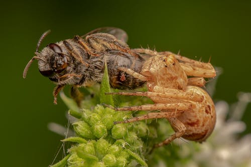 Základová fotografie zdarma na téma anténa, bezobratlí, chlupatý