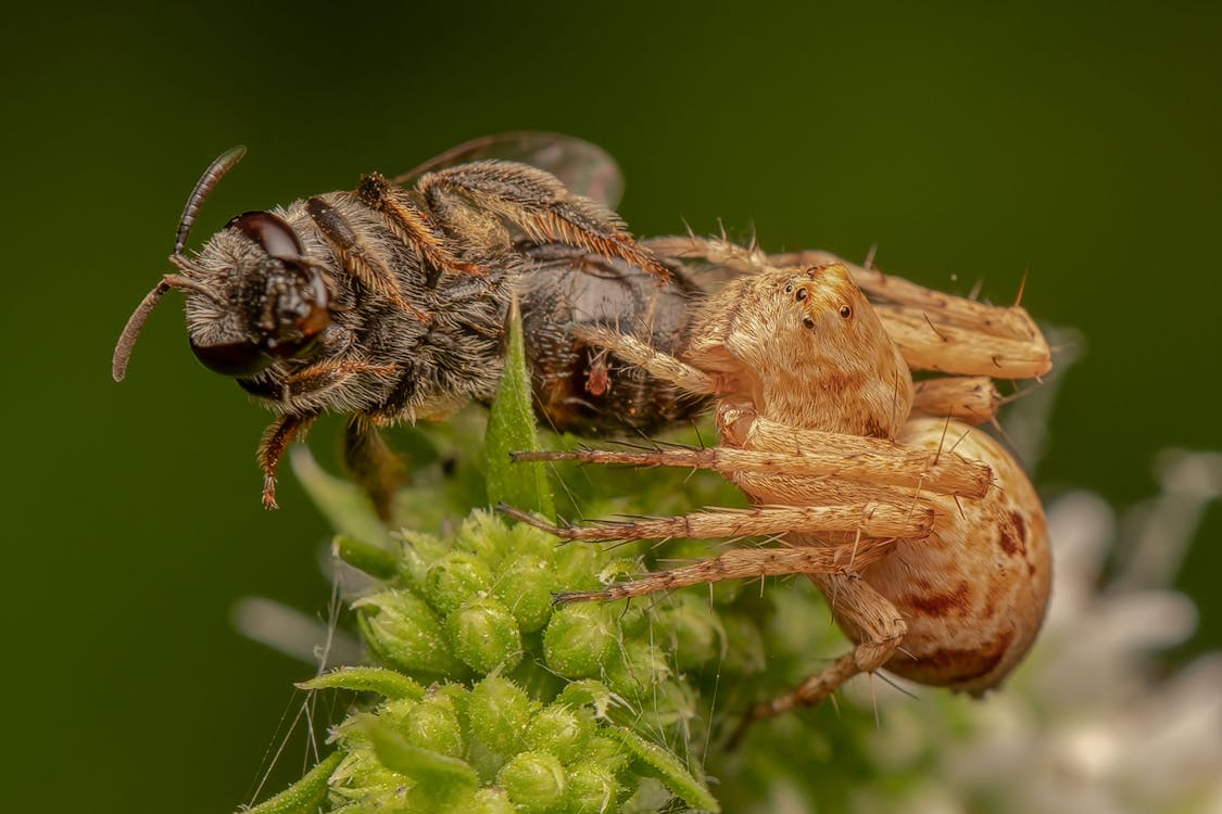 A Spider and a Bee on a Flower