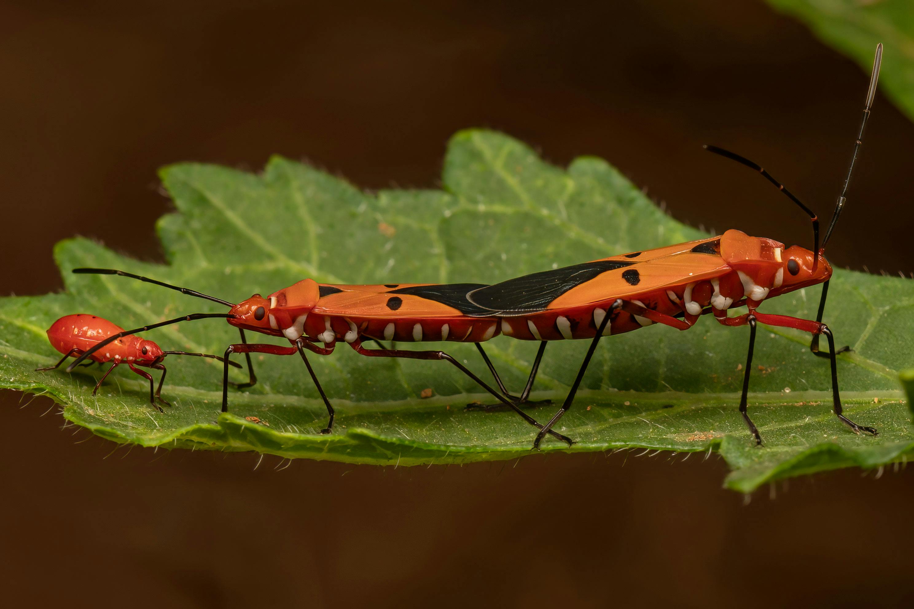 Red Cotton Stainer Bugs on Leaves · Free Stock Photo