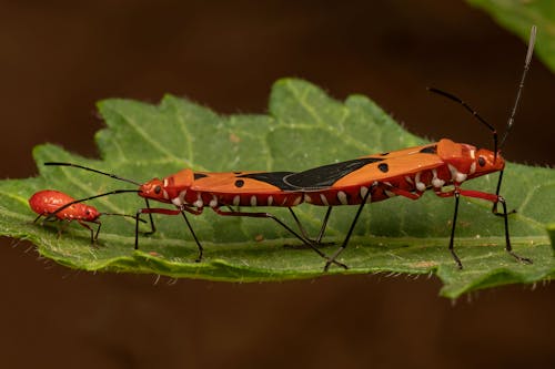 Red Cotton Stainer Bugs on Leaves