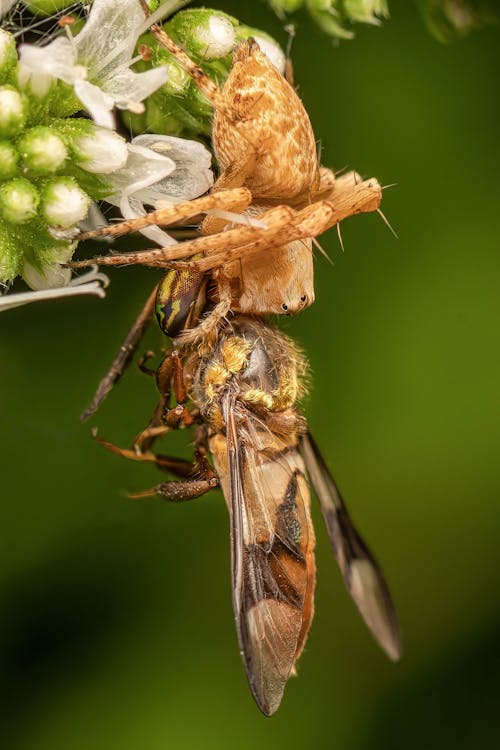 Close-up of a Spider Eating a Bee 