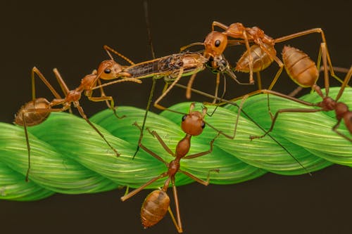 Free Red Ants on Green Rope Stock Photo