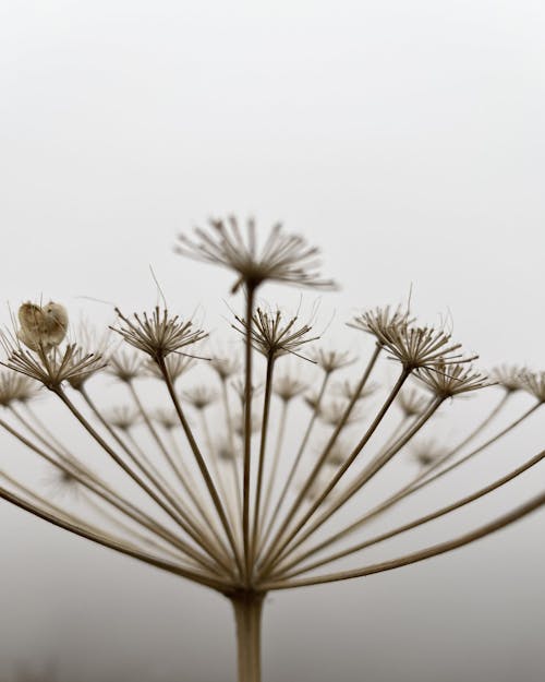 Dried Flower in Blur