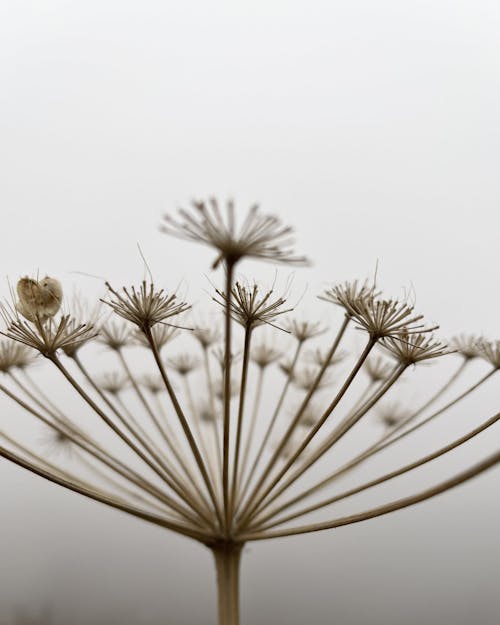 Fotos de stock gratuitas de caer, efecto desenfocado, flor