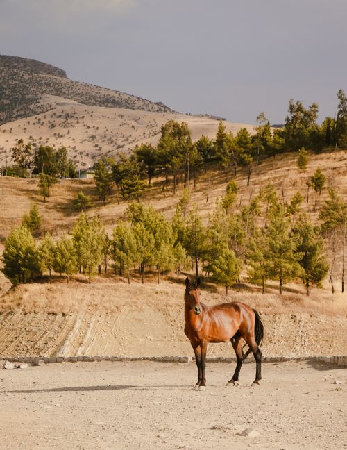 Free A majestic brown horse stands against the picturesque backdrop of Sulaymaniyah's natural landscape. Stock Photo
