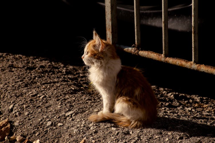 Cute Little Cat Waiting Outside