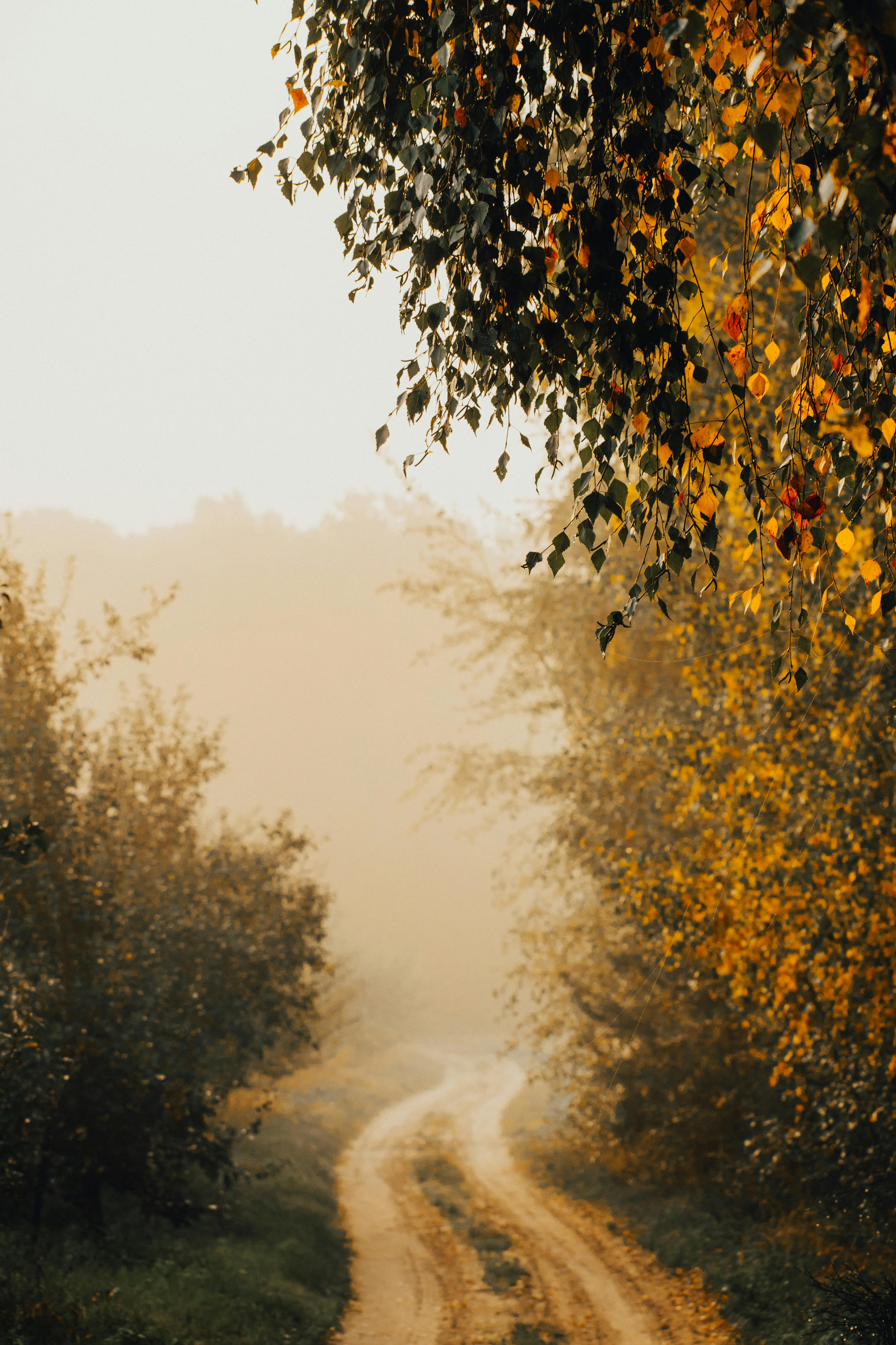 A serene dirt road meandering through autumn foliage enveloped in mist, creating a tranquil rural scene.