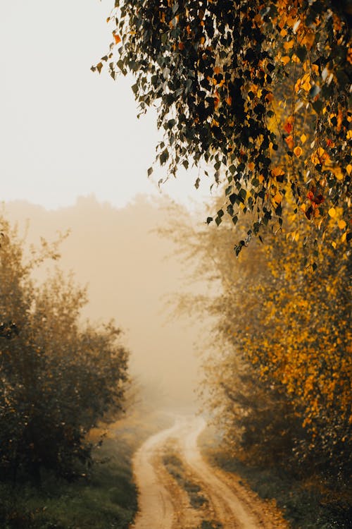 Dirt Road in Foggy Autumn Scenery