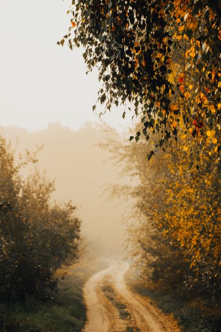 A serene dirt road meandering through autumn foliage enveloped in mist, creating a tranquil rural scene.