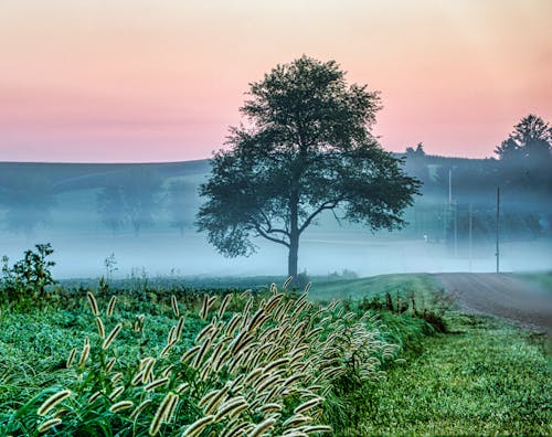 Fog above a Countryside Landscape 