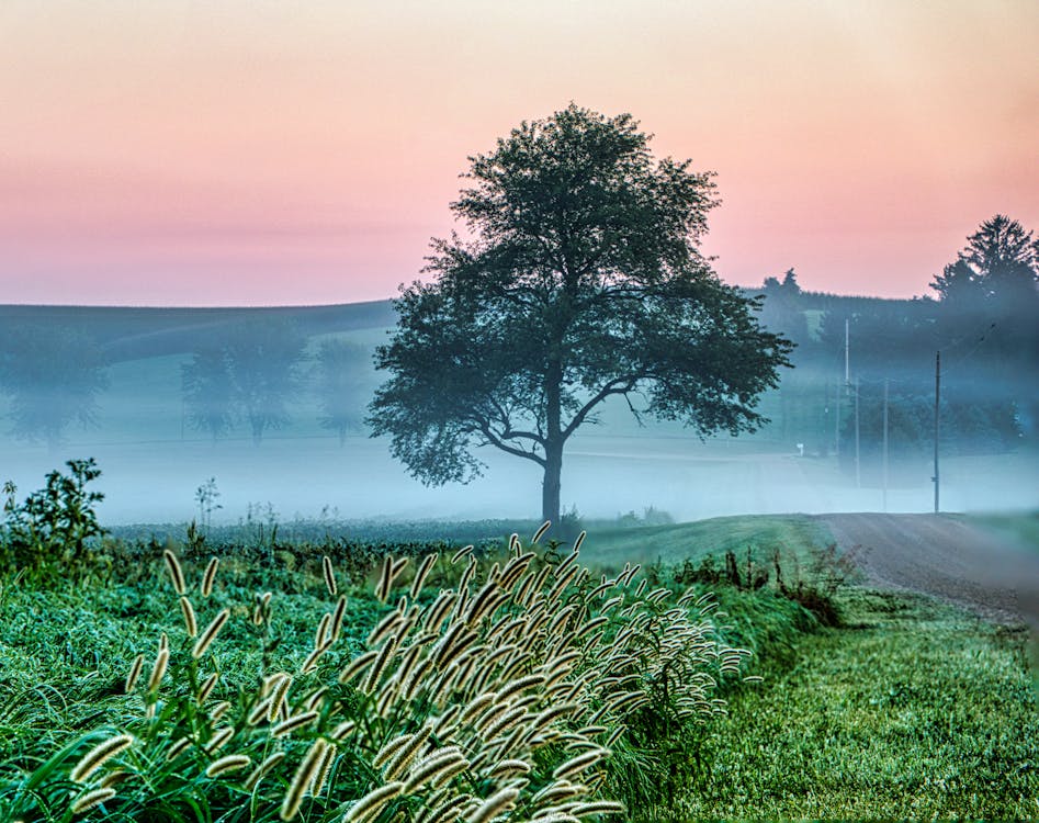 Fog above a Countryside Landscape 