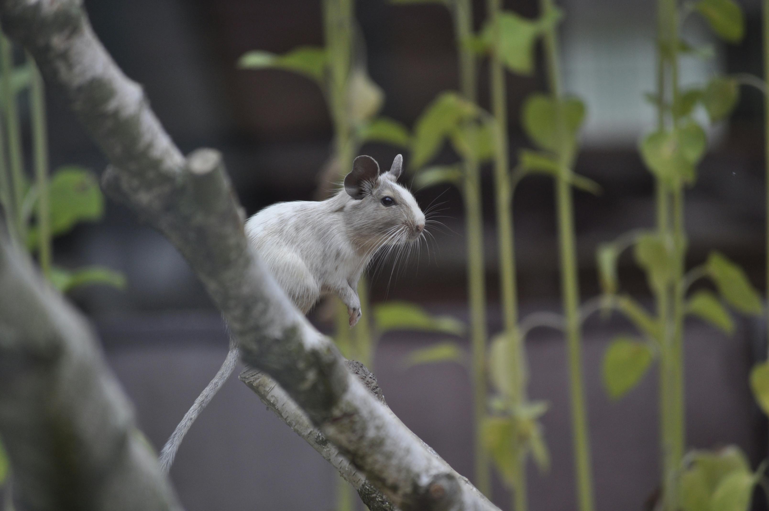 What animal kills rats?