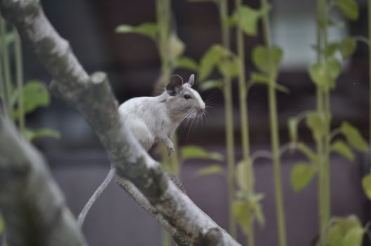 hamster photo
